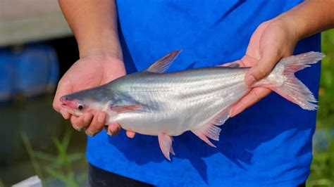 pangash fish|What is pangasius fish and how to cook .